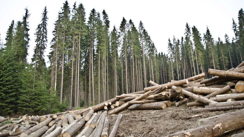 ЕС превръща обезлесяването от екологичен във финансов проблем