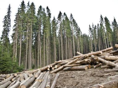 ЕС превръща обезлесяването от екологичен във финансов проблем