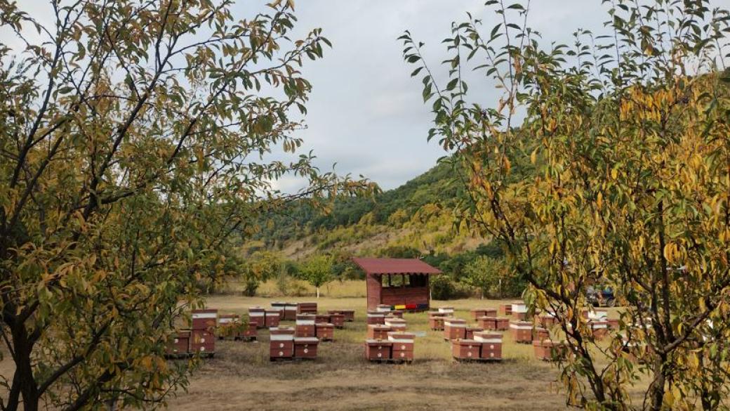 Надежда за пчеларството