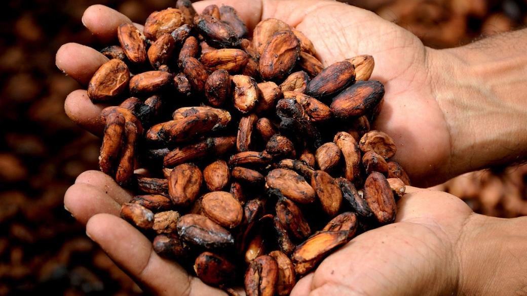 Какаото става все по-скъпо, но търсенето не намалява