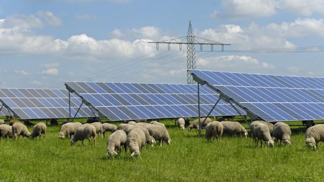 Как овцете могат да опазят соларните централи от сянката