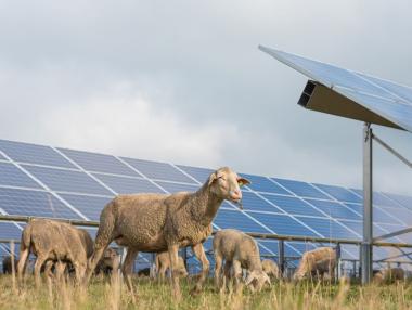 Най-голямата сделка за слънчева паша: 6000 овце косят трева в 8 централи