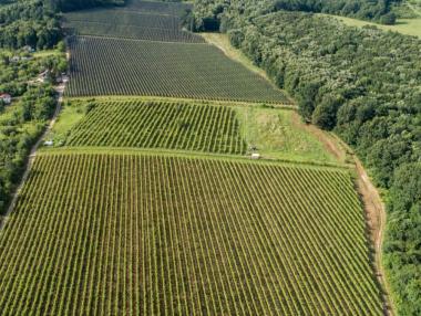 Седмични бизнес новини: Семейна изба възражда забравен винен сорт; Шанс за бизнеса в Северозапада