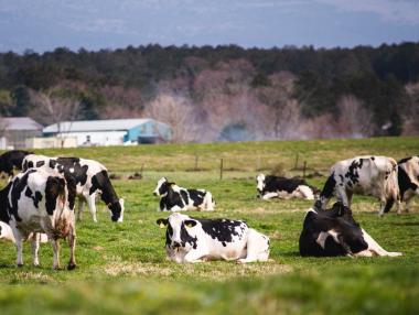 Carbon credits are an additional income opportunity for farmers