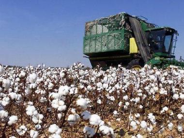 Фонд „Земеделие“ дава 350 хил. лв. за ориз и памук