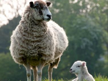 Пътят на синия език