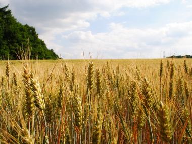 Втора схема ще подпомага агропроизводителите заради руското ембарго