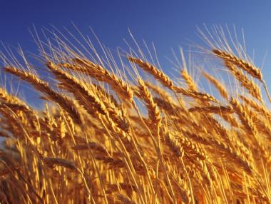 По-ниски добиви на зърно, слънчоглед и царевица