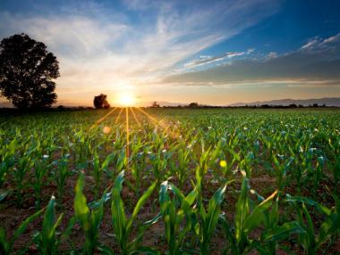 Пазарът на земеделска земя притиснат от разпокъсаност и семейни войни