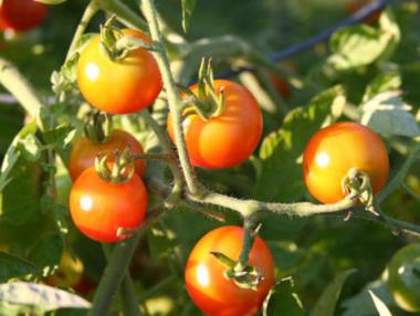 Близо 1 млн. лева получиха зеленчукопроизводители