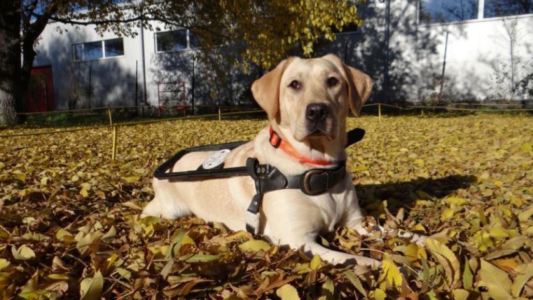 Българското училище за кучета водачи ще участва в Guide Dog 2016
