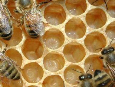 100 хил. лв. за компенсация на щети по животни и кошери