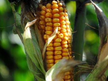 Подадени са 431 заявления за компенсиране на пропаднали площи