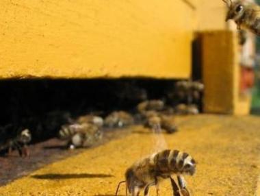 България – световен лидер в биопчеларството?