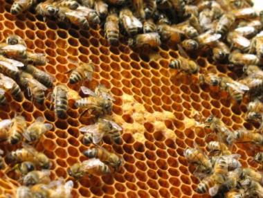 ДФЗ приема заявления за плащане по сключени договори по НПП 2014-2016 г.