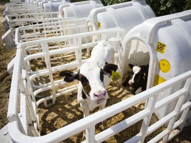 Чужди инвеститори строят мандра у нас за €30 млн.