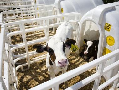 България ще получи близо 6 млн. евро за сектор „Мляко“