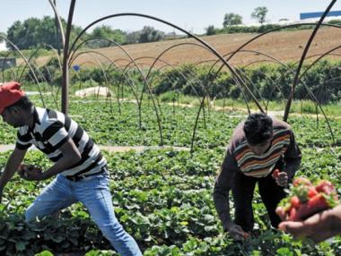 Британски депутат: Българските работници не могат да използват мобилен телефон