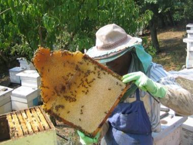 По 5 млн. лв. годишно получават пчеларите от евросубсидии