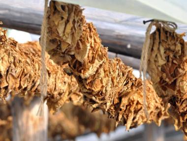 Изкупната цена на тютюна е от 0.75 лв. до 2.55 лв.