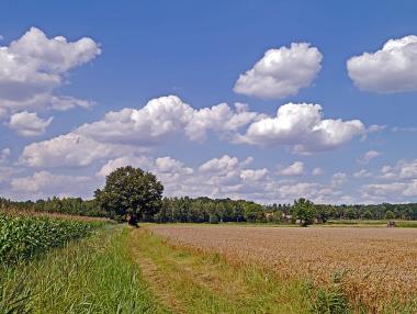 Заявени са 80% от площите за подпомагане