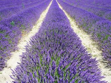 Площите с лавандула растат с 40% през 2017 г.