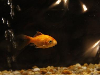 Белгийски хотел предлага на самотните си гости златна рибка срещу €3,50 на вечер