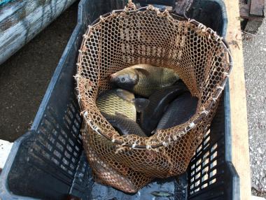 Агенцията по храните е спряла от продажба 22 кг риба